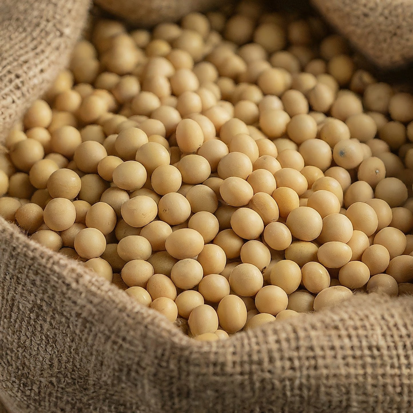 NZ Soy Beans Whole New Zealand Grown 1kg