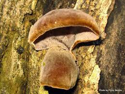 Dashan Wood Ear Fungus 80g