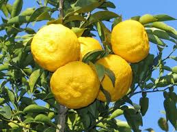 lemons | Asian Supermarket NZ